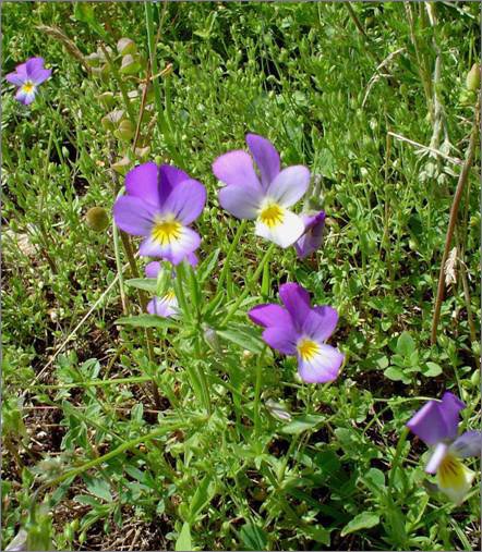 Description: C:\htm\WEB_NAO\galleries\fr11_files\image9010.jpg