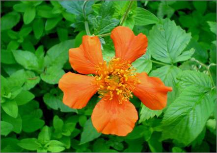 Description: C:\htm\WEB_NAO\galleries\fr11_files\image9013.jpg