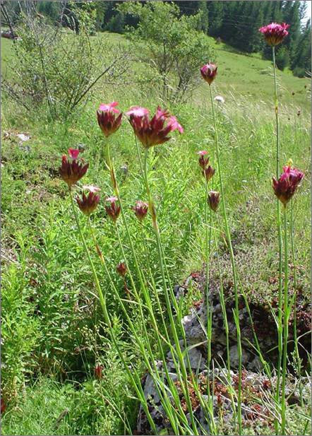 Description: C:\htm\WEB_NAO\galleries\fr11_files\image9014.jpg