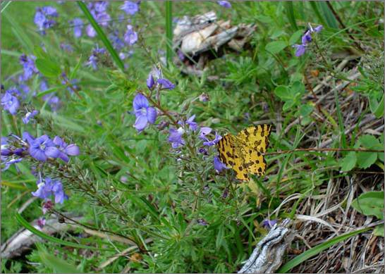 Description: C:\htm\WEB_NAO\galleries\fr11_files\image9016.jpg