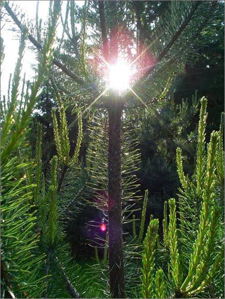 Description: C:\htm\WEB_NAO\galleries\fr11_files\image9017.jpg