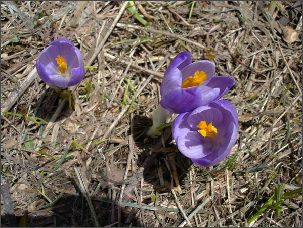 Description: C:\htm\WEB_NAO\galleries\fr19_files\image19003.jpg