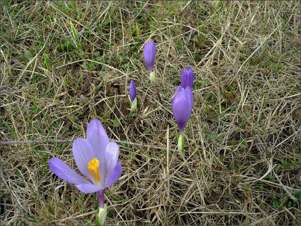 Description: C:\htm\WEB_NAO\galleries\fr19_files\image19004.jpg