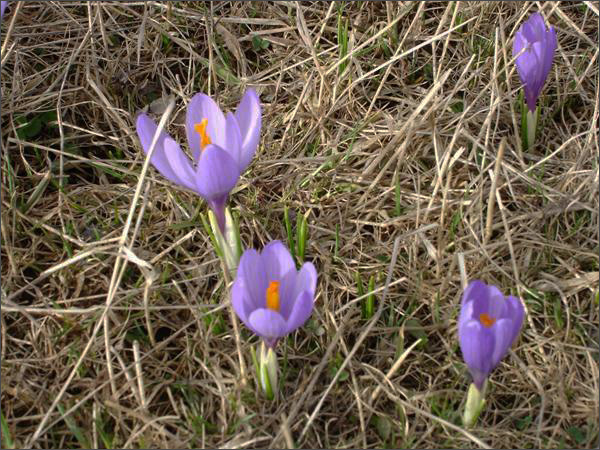 Description: C:\htm\WEB_NAO\galleries\fr19_files\image19005.jpg