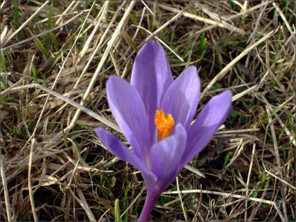 Description: C:\htm\WEB_NAO\galleries\fr19_files\image19006.jpg