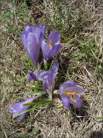 Description: C:\htm\WEB_NAO\galleries\fr19_files\image19007.jpg