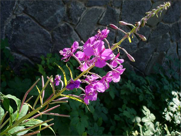 Description: C:\htm\WEB_NAO\galleries\fr19_files\image19008.jpg