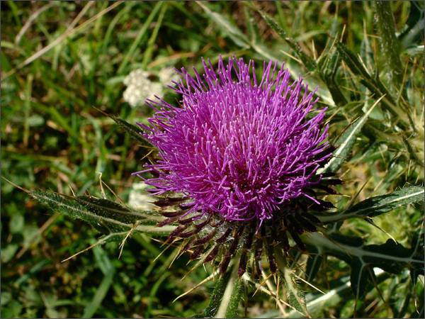 Description: C:\htm\WEB_NAO\galleries\fr19_files\image19011.jpg