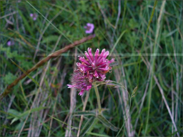 Description: C:\htm\WEB_NAO\galleries\fr19_files\image19012.jpg