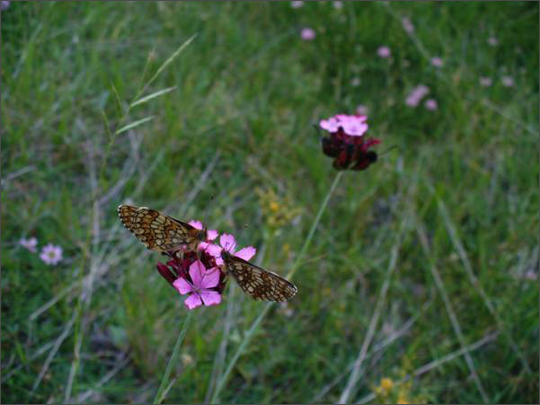 Description: C:\htm\WEB_NAO\galleries\fr19_files\image19013.jpg