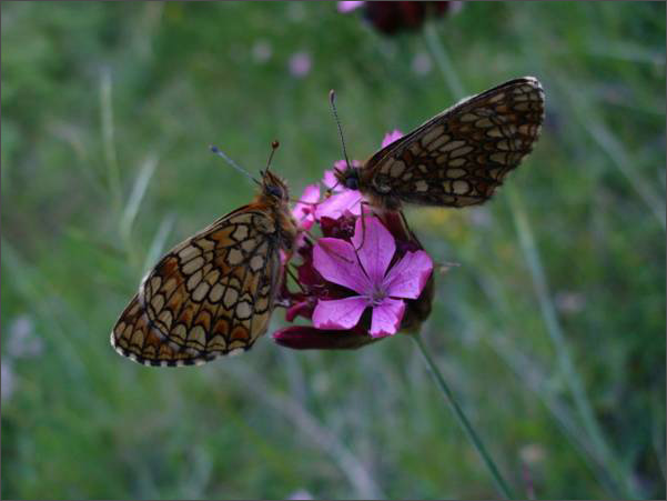 Description: C:\htm\WEB_NAO\galleries\fr19_files\image19014.jpg