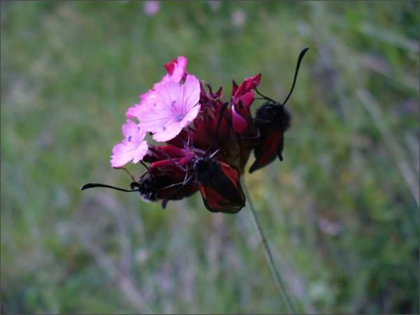 Description: C:\htm\WEB_NAO\galleries\fr19_files\image19015.jpg