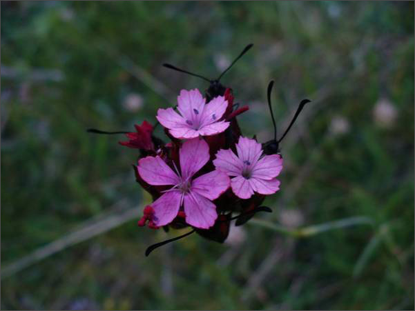 Description: C:\htm\WEB_NAO\galleries\fr19_files\image19016.jpg