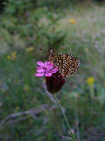 Description: C:\htm\WEB_NAO\galleries\fr19_files\image19017.jpg