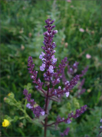 Description: C:\htm\WEB_NAO\galleries\fr19_files\image19018.jpg