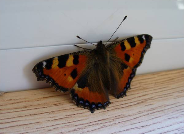 Description: C:\htm\WEB_NAO\galleries\fr19_files\image19019.jpg